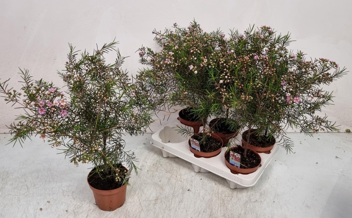 <h4>CHAMEL U OV</h4>