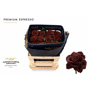 Rosa Premium Espresso