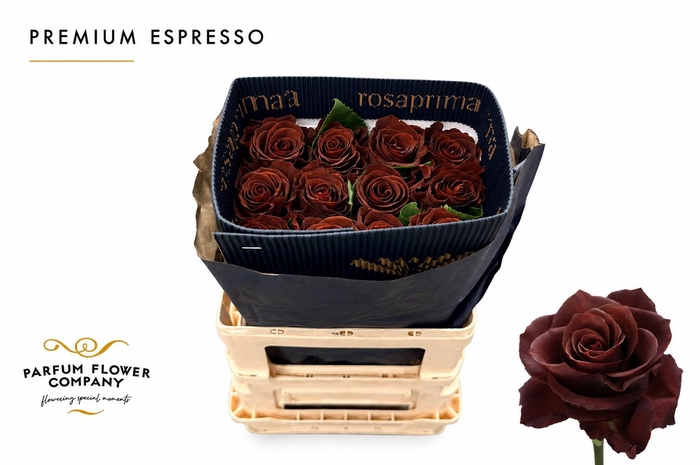 <h4>Rosa Premium Espresso</h4>