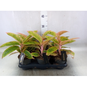 Aglaonema  'Salmon Fantasy'