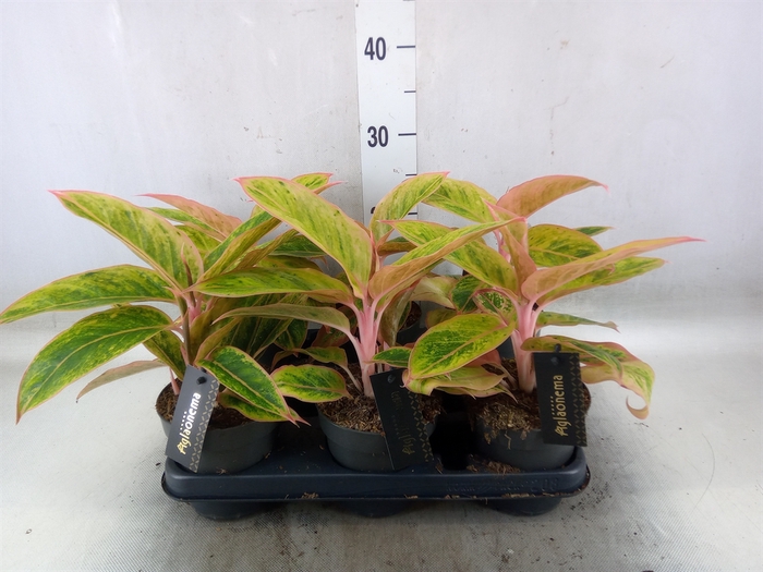 <h4>Aglaonema  'Salmon Fantasy'</h4>