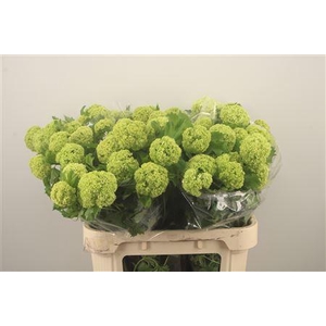 Viburnum Roseum St 2+