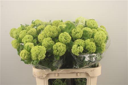<h4>Viburnum Roseum St 2+</h4>