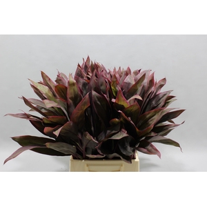 CORDYLINE TIPS RED 55 CM