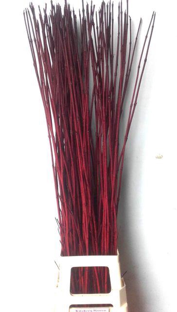 <h4>CORNUS SIBI ROOD 120 CM</h4>