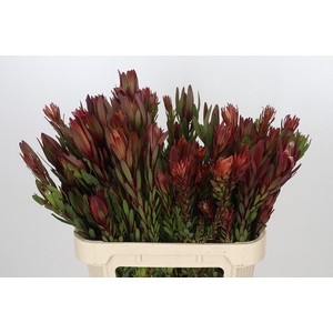 Leucadendron Safari Sunset Spray