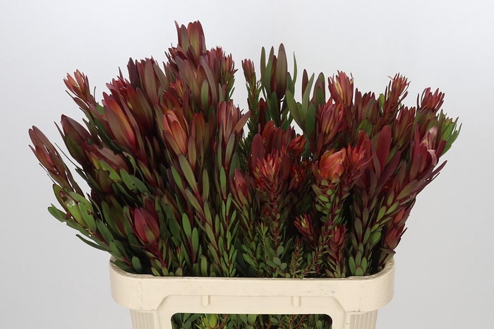 <h4>Leucadendron Safari Sunset Spray</h4>