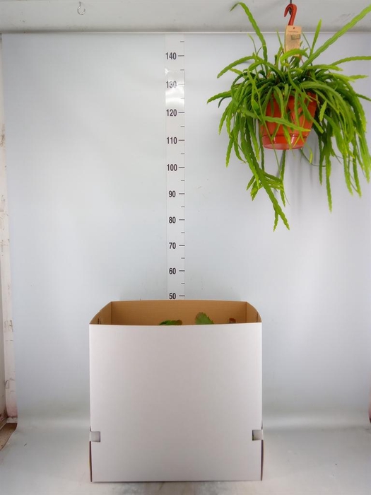 <h4>Rhipsalis   ...mix</h4>