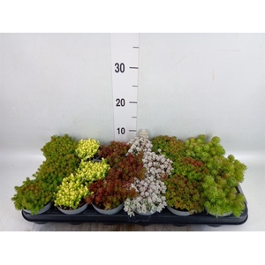Sedum ...