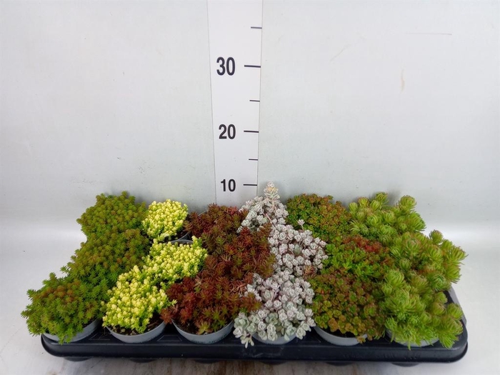 <h4>Sedum   ...</h4>