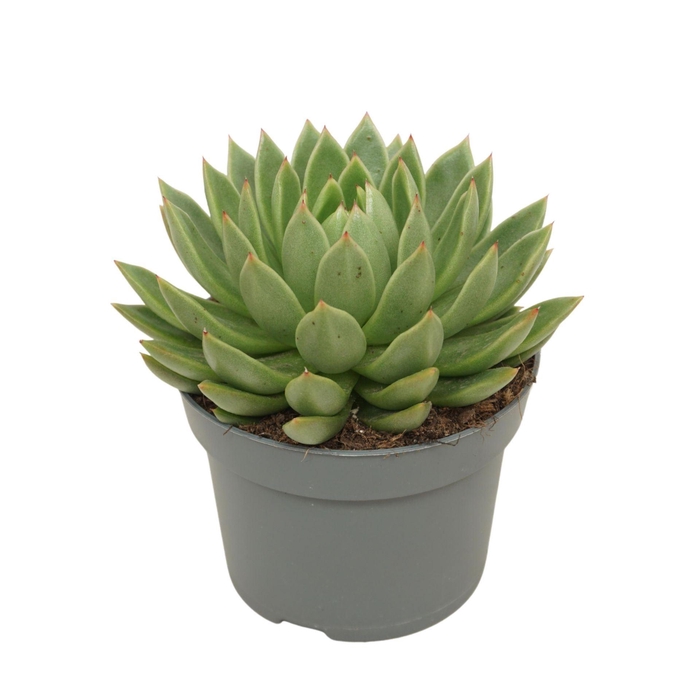 <h4>Echeveria agavoides</h4>
