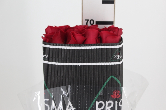 <h4>ROSA VERMELHA FREEDOM 060 IMPORTADA</h4>