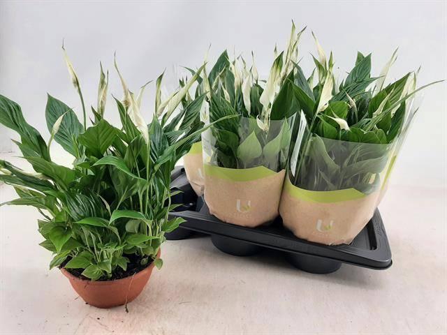 <h4>SPATH CHOPIN</h4>