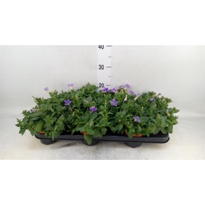 Petunia  'Famous Sky Blue'