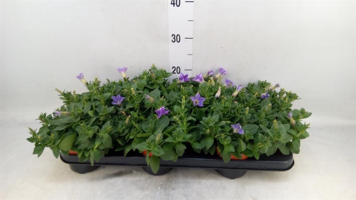 <h4>Petunia  'Famous Sky Blue'</h4>