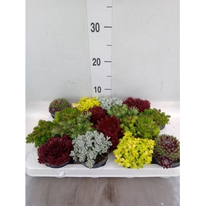 Rotsplanten   ...mix   [Rock plant]
