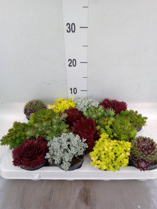 <h4>Rotsplanten   ...mix   [Rock plant]</h4>
