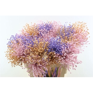 Allium Mix