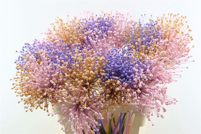 <h4>Allium Mix</h4>