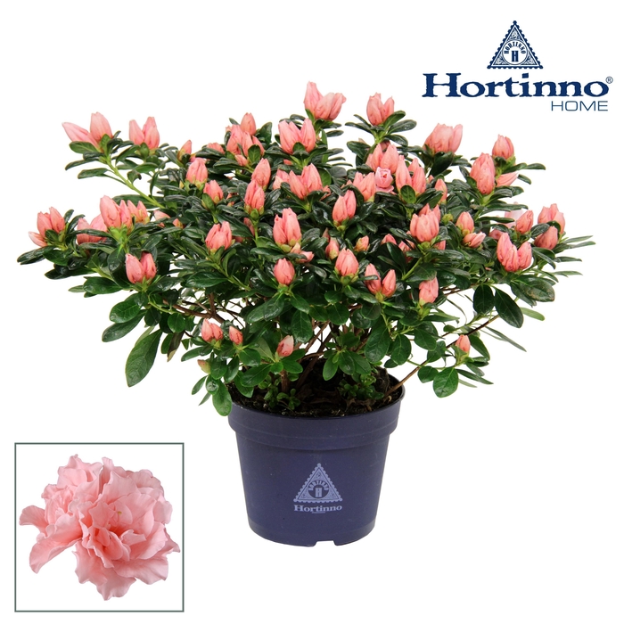 <h4>Hortinno® Home 'roos' 35 - 37 cm</h4>