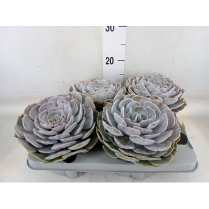 Echeveria  'Pollux'