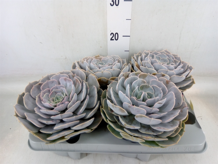 <h4>Echeveria  'Pollux'</h4>