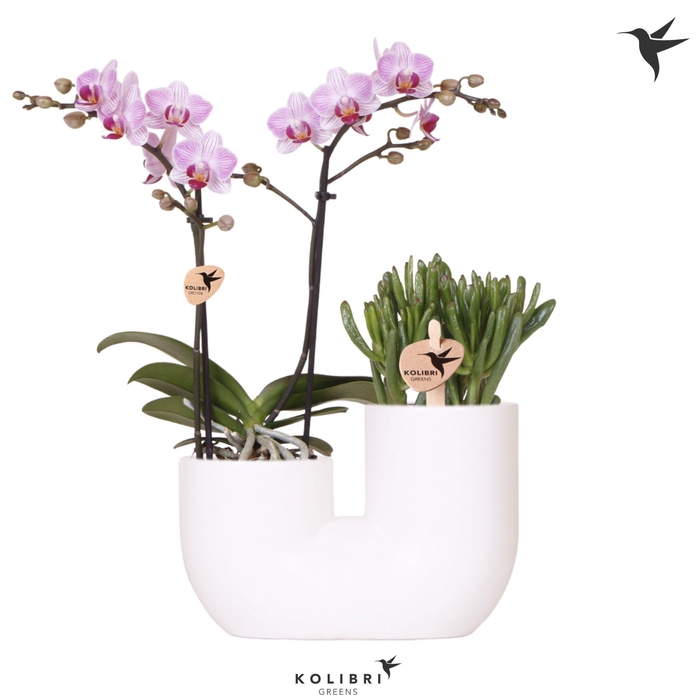 <h4>Kolibri Orchids Phalaenopsis Pink 2 spike and Succulent in Tube white</h4>