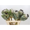 Protea Barbigera Snow Leopard Air