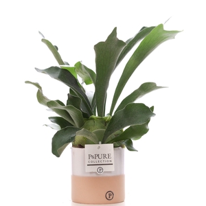 Platycerium Bif. in P&PURE Rosy ceramics