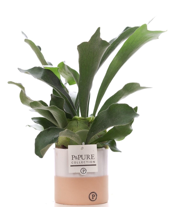 <h4>Platycerium Bif. in P&PURE Rosy ceramics</h4>