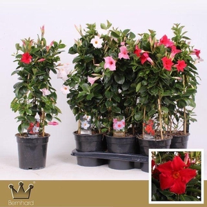 Dipladenia P17 Piramide Mix cc