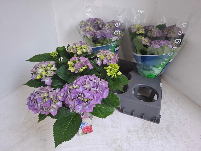 <h4>HYDR M EARLY BLUE</h4>