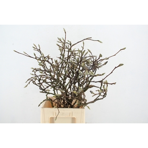 MAGNOLIA GRILLIG 080CM