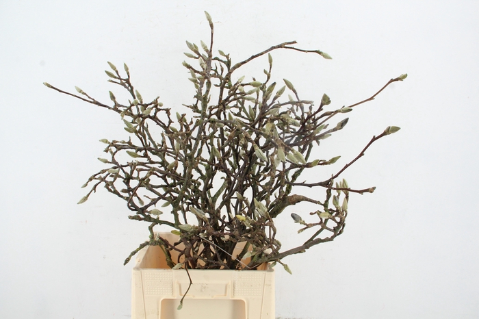 <h4>MAGNOLIA GRILLIG 080CM</h4>