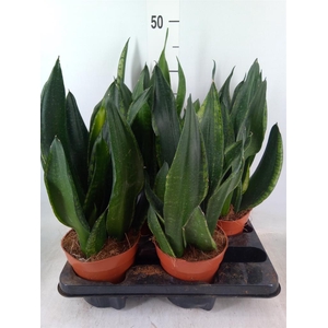 Sansevieria trifa.   ...