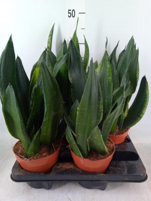 <h4>Sansevieria trifa. ...</h4>