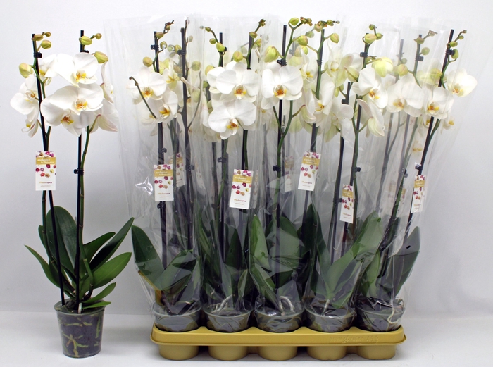 <h4>PHAL OV WIT</h4>