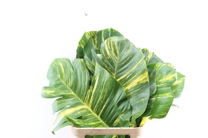 <h4>Epipr Pothos</h4>