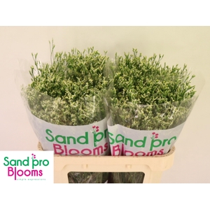 LIM SIN COOL DIAMOND