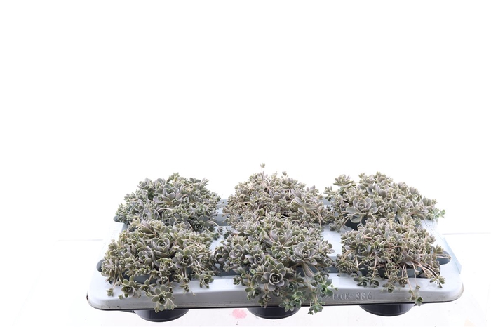 <h4>Orostachys Furusei Grey</h4>