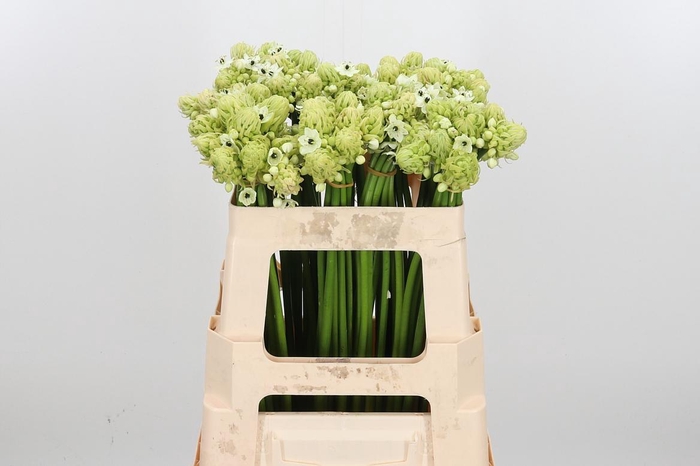 <h4>Ornit Saundersiae</h4>