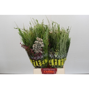 BQ Cape Greenmix