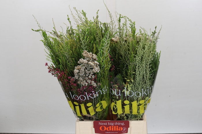 <h4>BQ Cape Greenmix</h4>