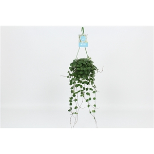 HangonGreen Hoya Mathilde 14 cm