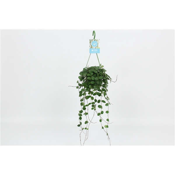 <h4>HangonGreen Hoya Mathilde 14 cm</h4>