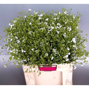 SAPONARIA OV
