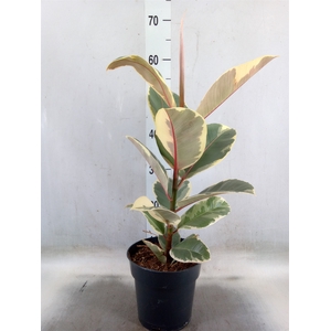 Ficus elastica   ...