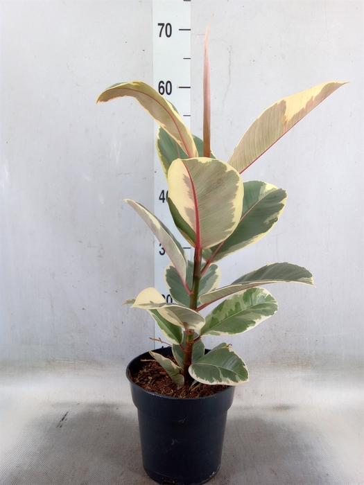 <h4>Ficus elastica   ...</h4>