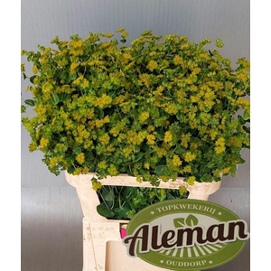Bupleurum Rotundifol Teunis Aleman
