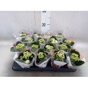 Kalanchoe blos. 'RosDon Dione'